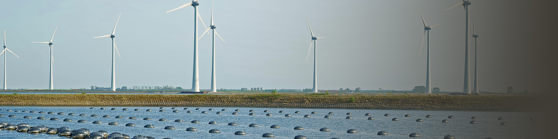 'Het is van levensbelang voor de sector dat we mosselen blijven promoten'